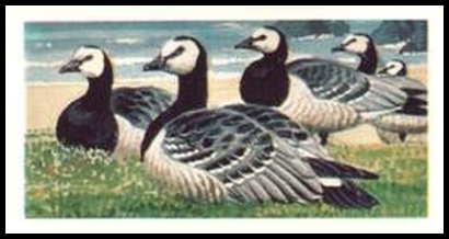 40 Barnacle Goose